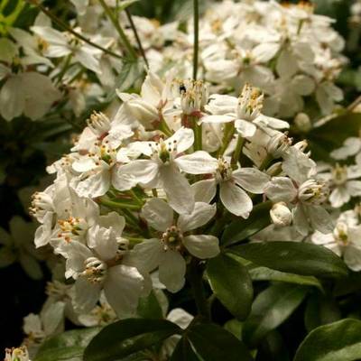 CHOISYA TERNATA